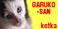 GARUKO-SAN - blueeyed black and white female (JBT n 09)